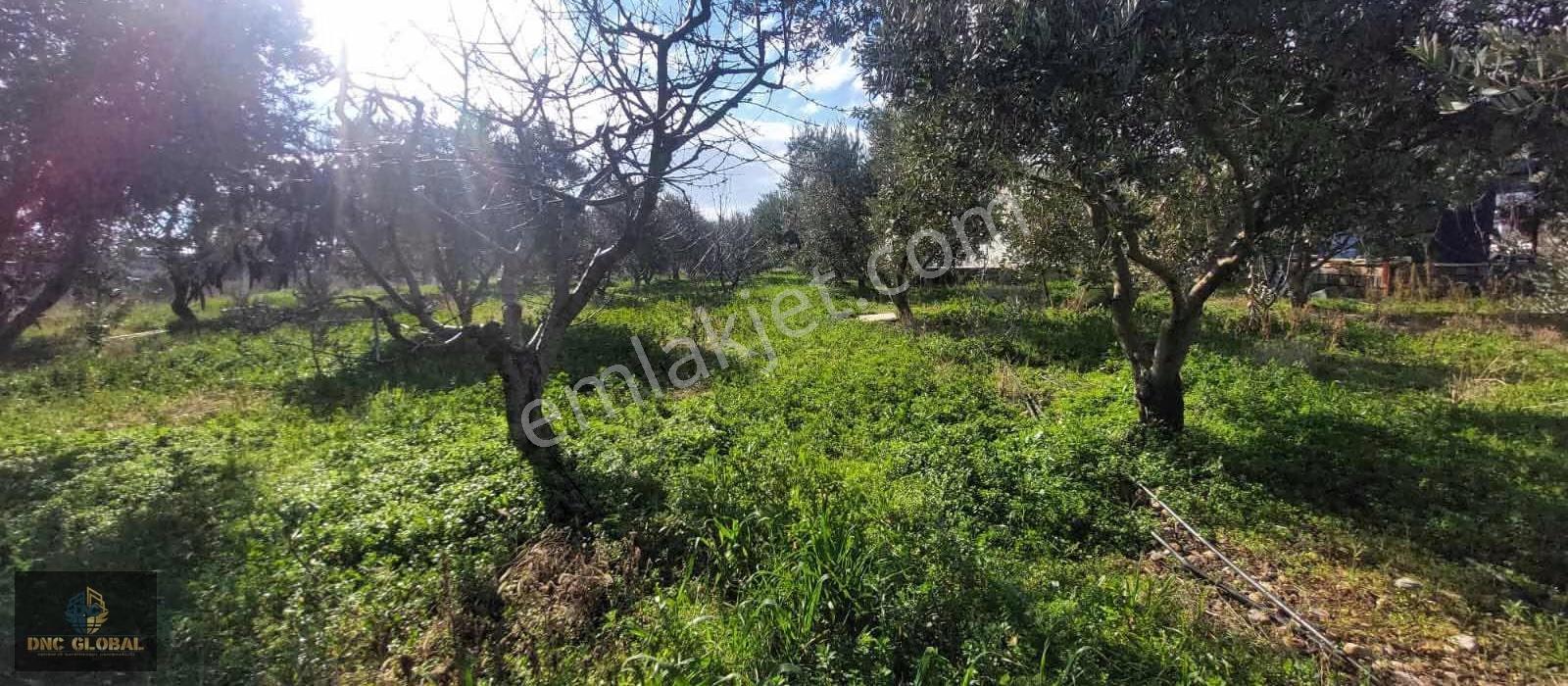 Manisa Sancaklıiğdecik 4 Dönüm Evi İçinde Arazi - Görsel 8