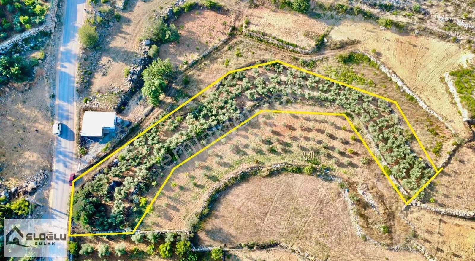 Alanya Saburlarda Asfalta Sıfır Satılık 2.161 M2 Zeytin Bahçesi - Görsel 5