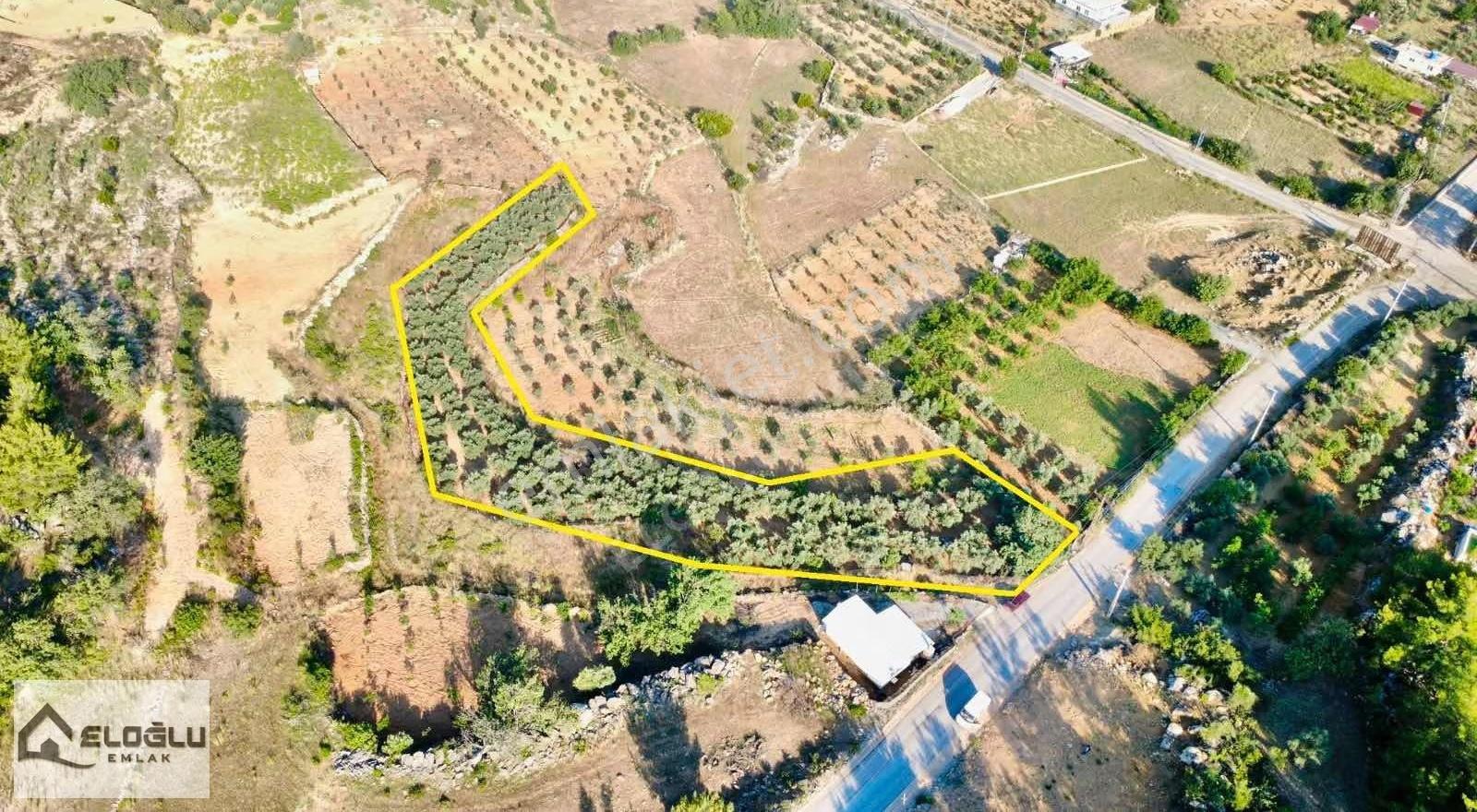 Alanya Saburlarda Asfalta Sıfır Satılık 2.161 M2 Zeytin Bahçesi - Görsel 2