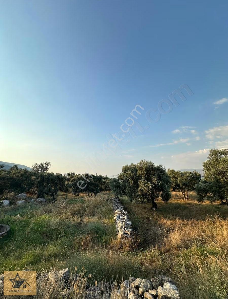Aydın Bozdoğan Yenice Mah Satılık Tarla - Görsel 5