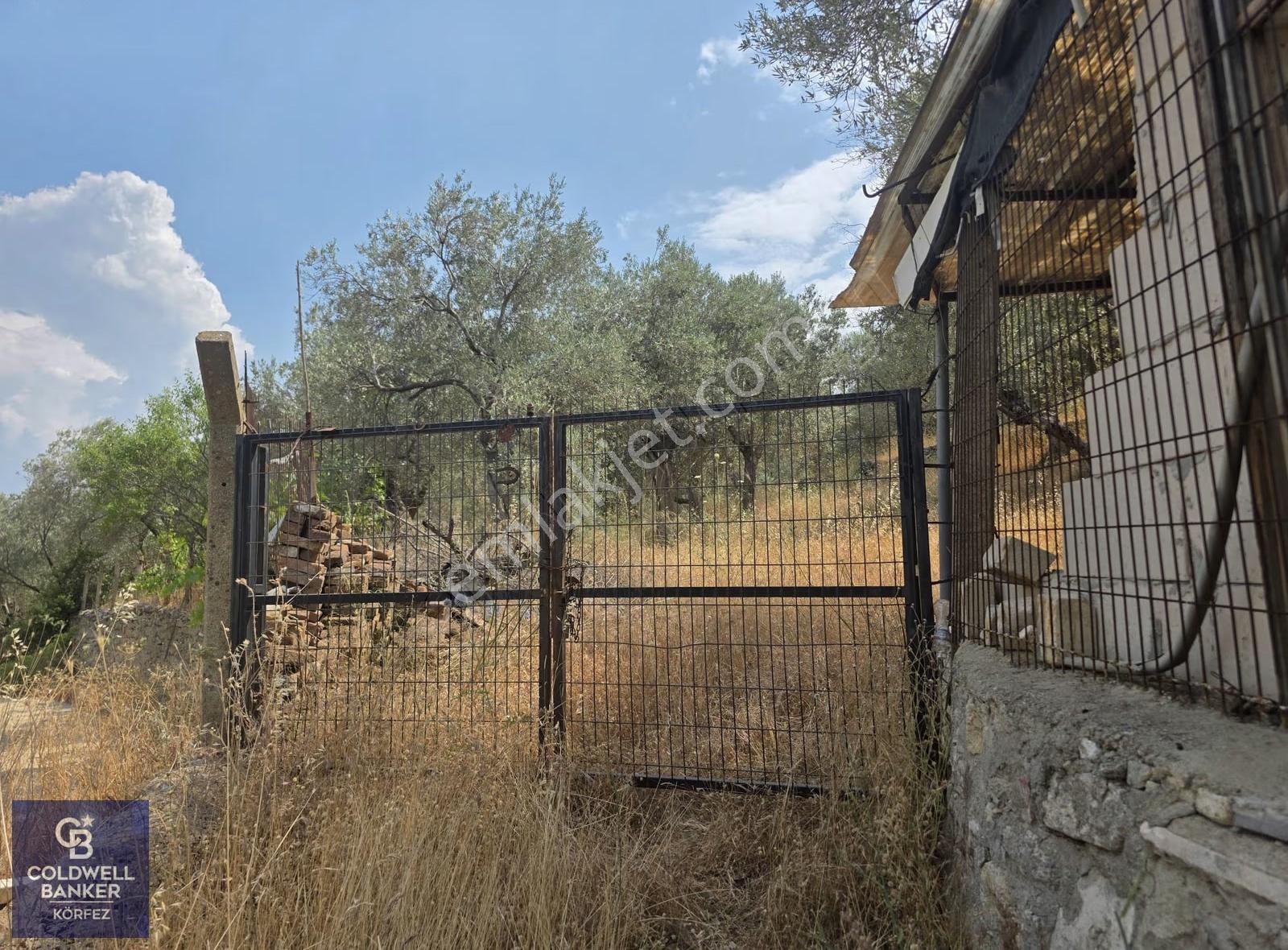 Dereli Köyünde 3.600 M² Yapı Kayıt Belgeli Satılık Zeytinlik - Görsel 3