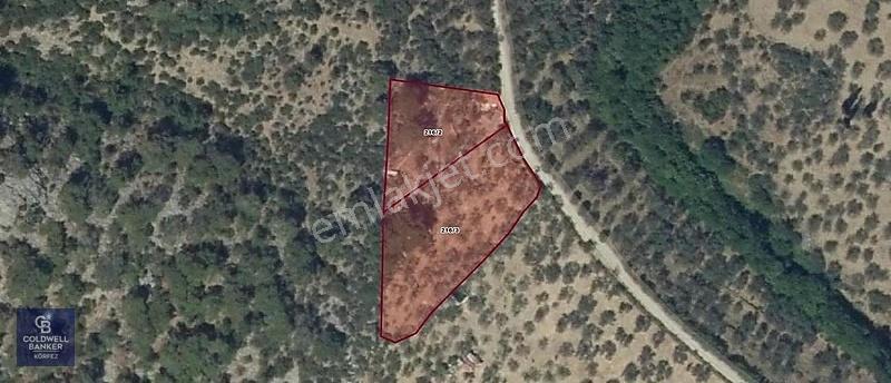 Dereli Köyünde 3.600 M² Yapı Kayıt Belgeli Satılık Zeytinlik - Görsel 5