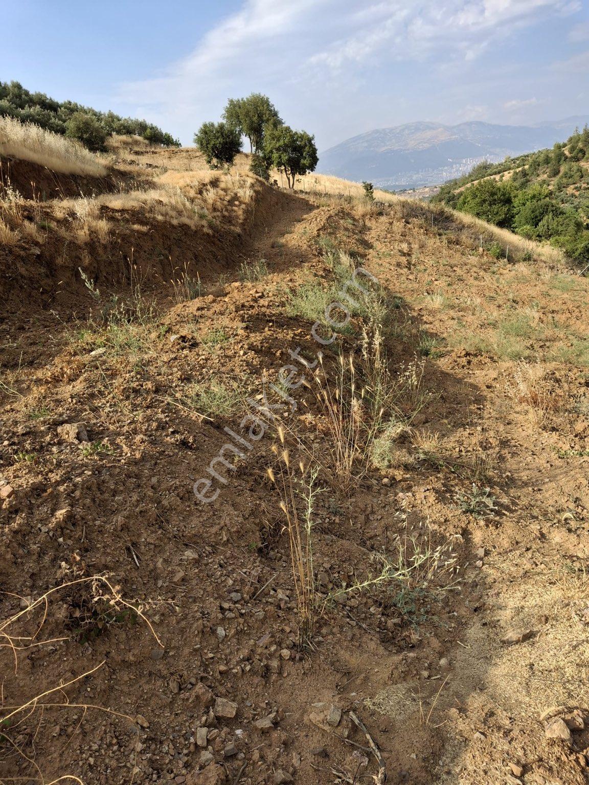Fatmalıda 6.5 Dönüm Müstakil Tapulu Zeytinlik - Görsel 3