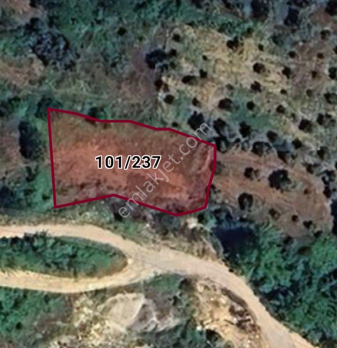 Milas Ören Alatepe'de Resmi Yola 20 M Elektrik Dibinde 998 M² Satılık Tarla - Görsel 7