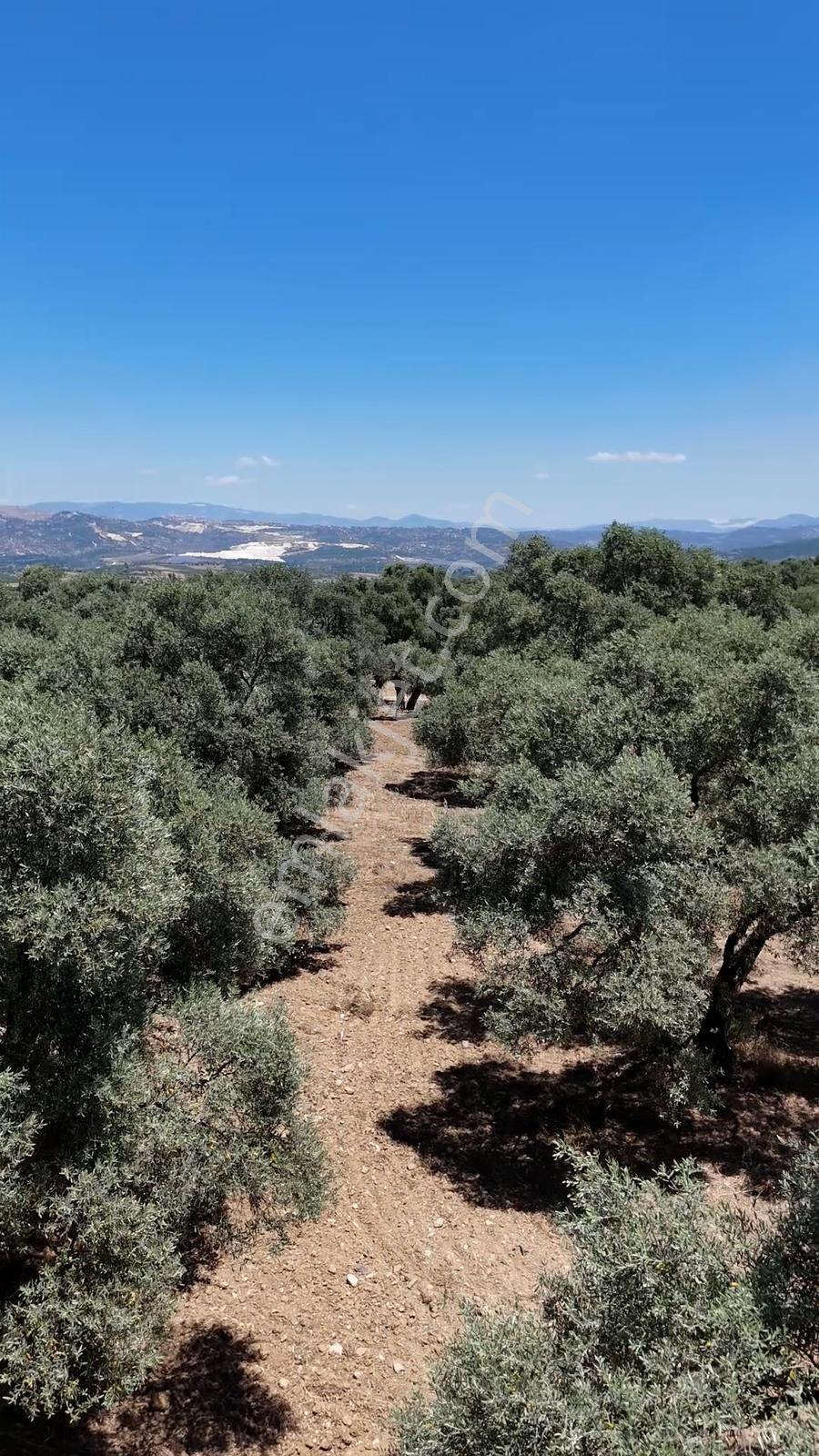 Muğla Yatağan Turgut Mah. 5.679 M² Satılık Verimli Zeytinlik - Görsel 2