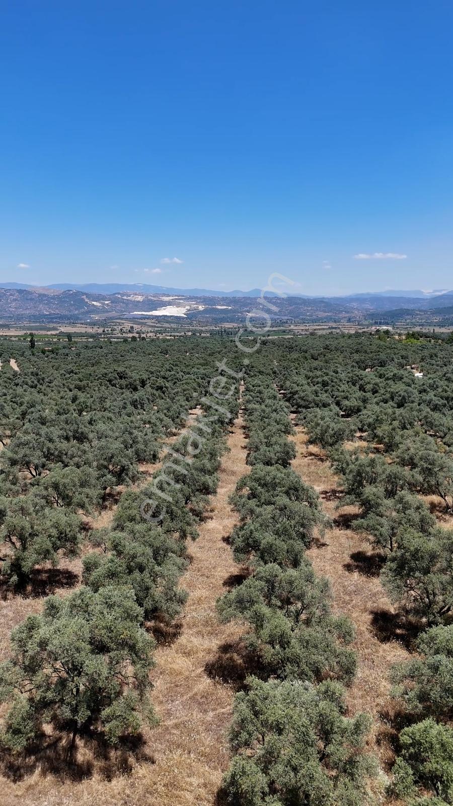 Muğla Yatağan Turgut Mah. 5.679 M² Satılık Verimli Zeytinlik - Görsel 3