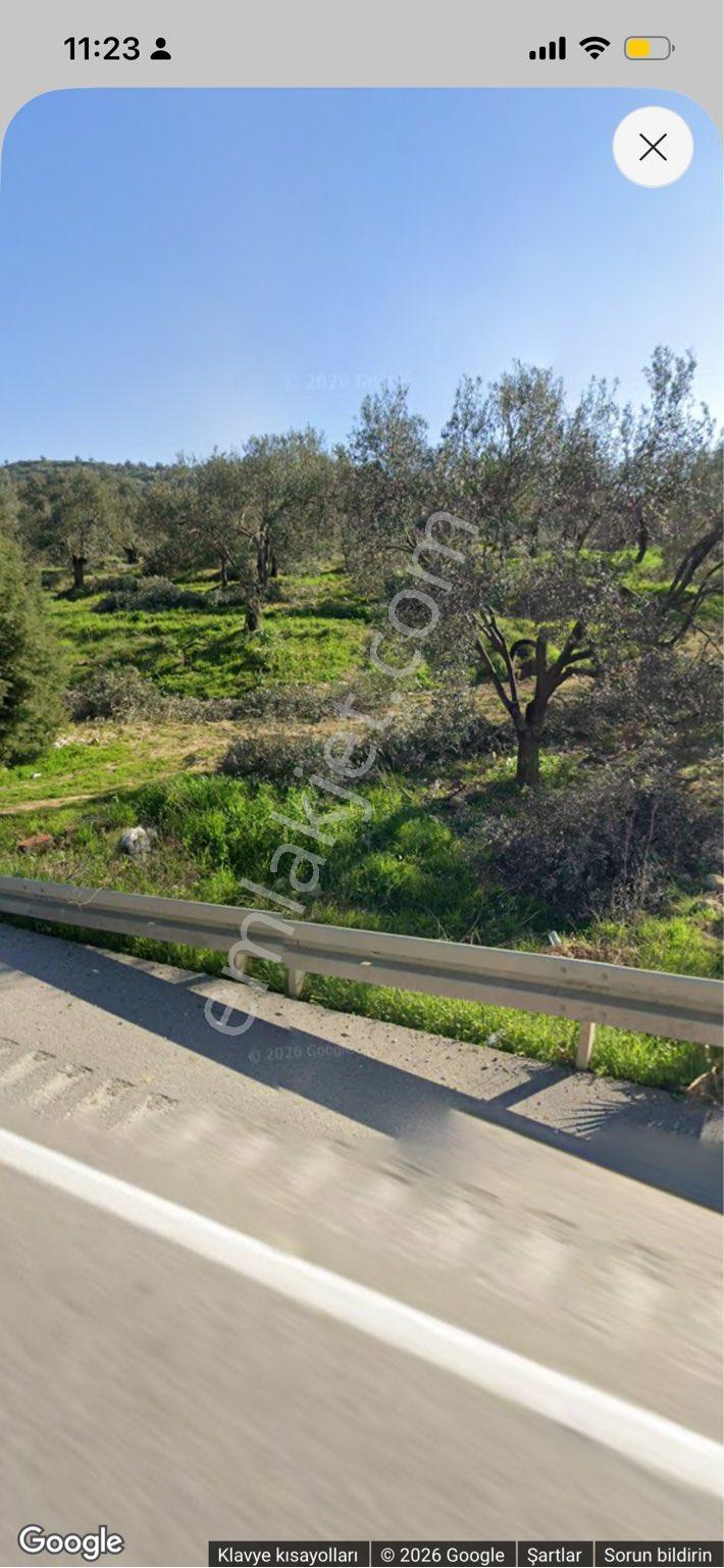 Gömeç Karaağaç’ta Asfalta 1 Parsel, Denize Kuş Uçumu 1 Km, 4.627 M² Yatırımlık Zeytinlik - Görsel 6