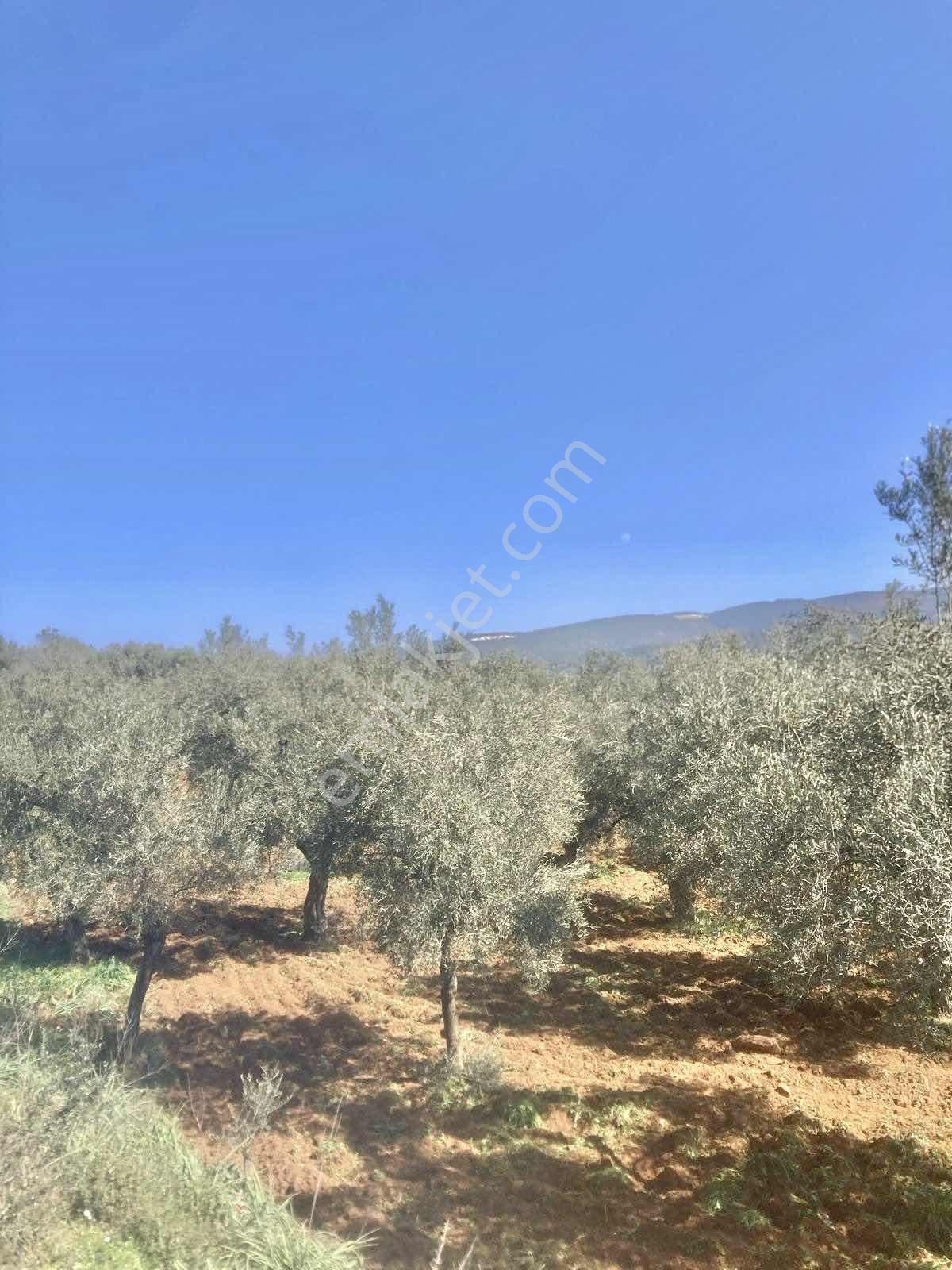 Aydın Karacasuda 17 Dönüm Zeytinlik - Görsel 18