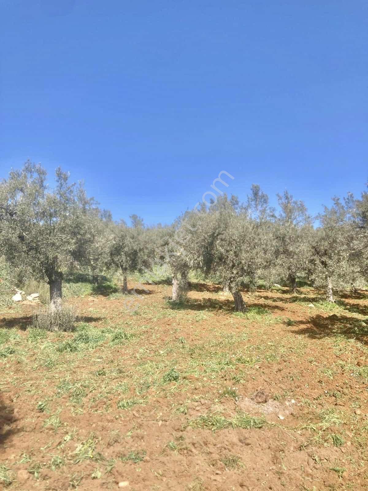 Aydın Karacasuda 17 Dönüm Zeytinlik - Görsel 9