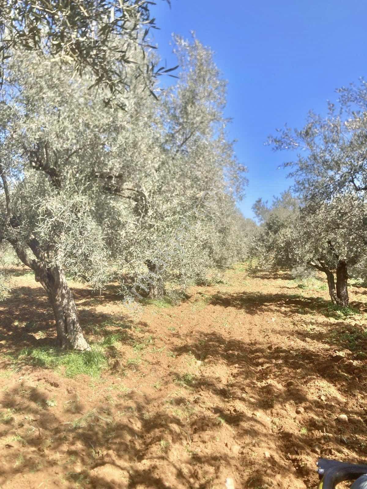 Aydın Karacasuda 17 Dönüm Zeytinlik - Görsel 8