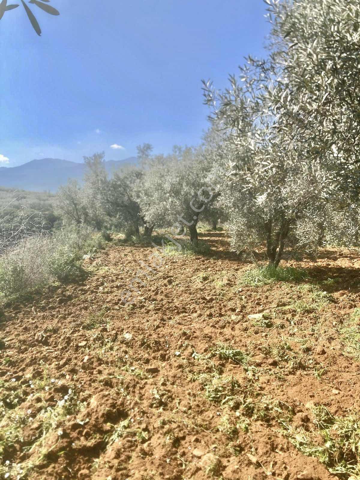 Aydın Karacasuda 17 Dönüm Zeytinlik - Görsel 15