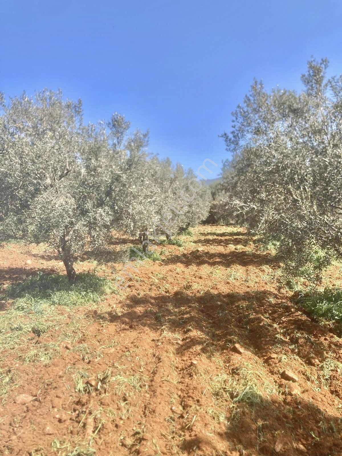 Aydın Karacasuda 17 Dönüm Zeytinlik - Görsel 11
