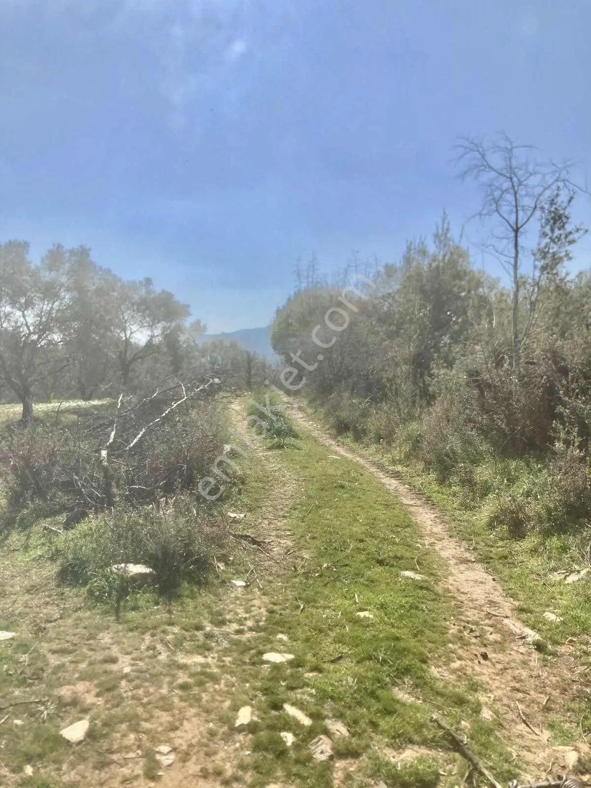 Aydın Karacasuda 17 Dönüm Zeytinlik - Görsel 20