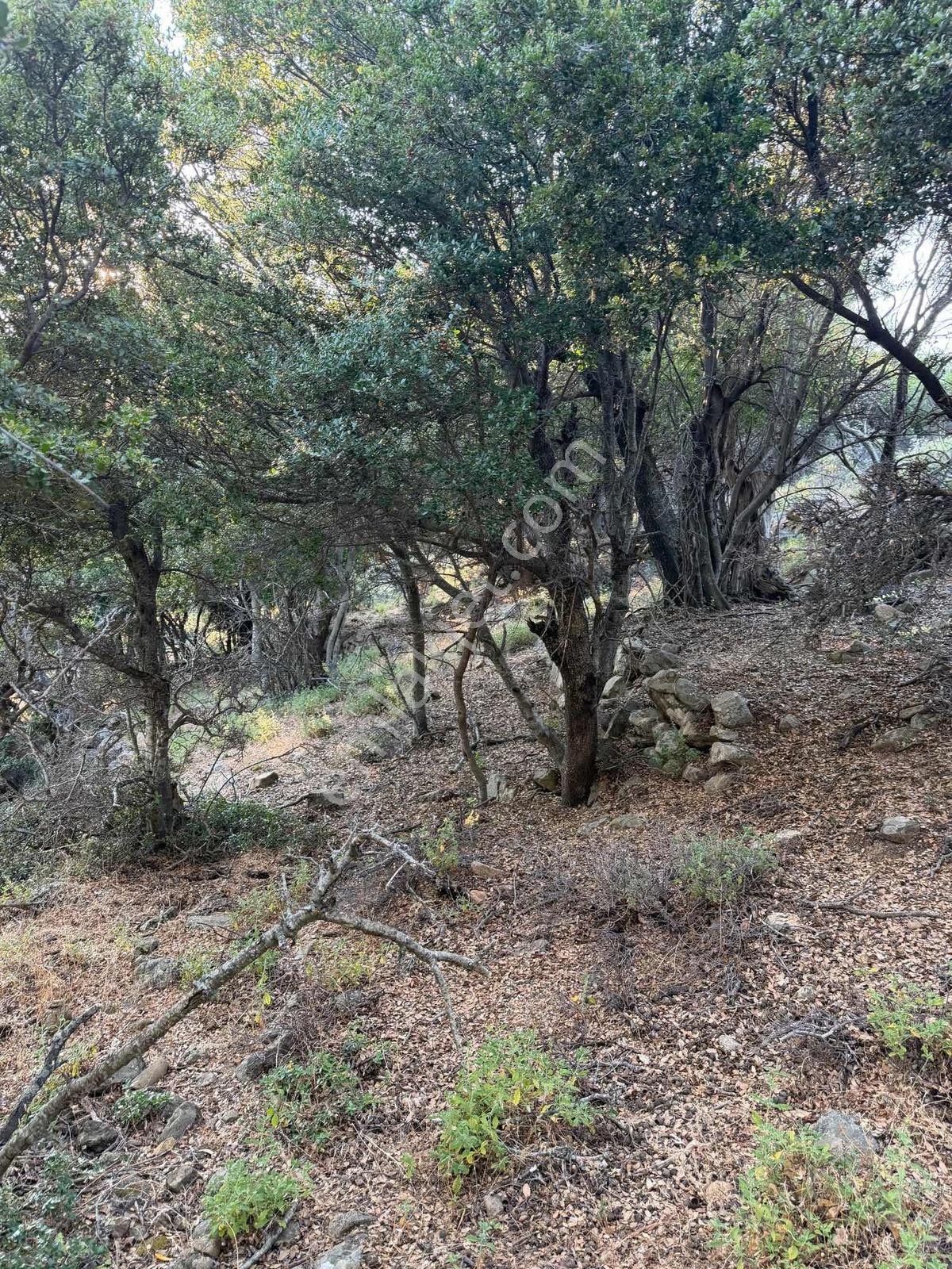 İmroz Emlak'tan Yol Sorunu Olmayan 377 M2 Zeytinlik - Görsel 5