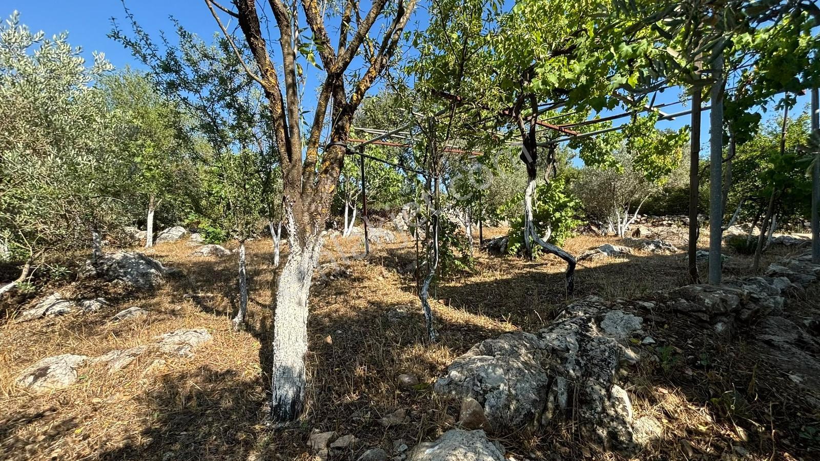 Bodrum Kumköy 790,94 M2 Arsa İçinde Müstakil Çiftlik Evi - Görsel 26