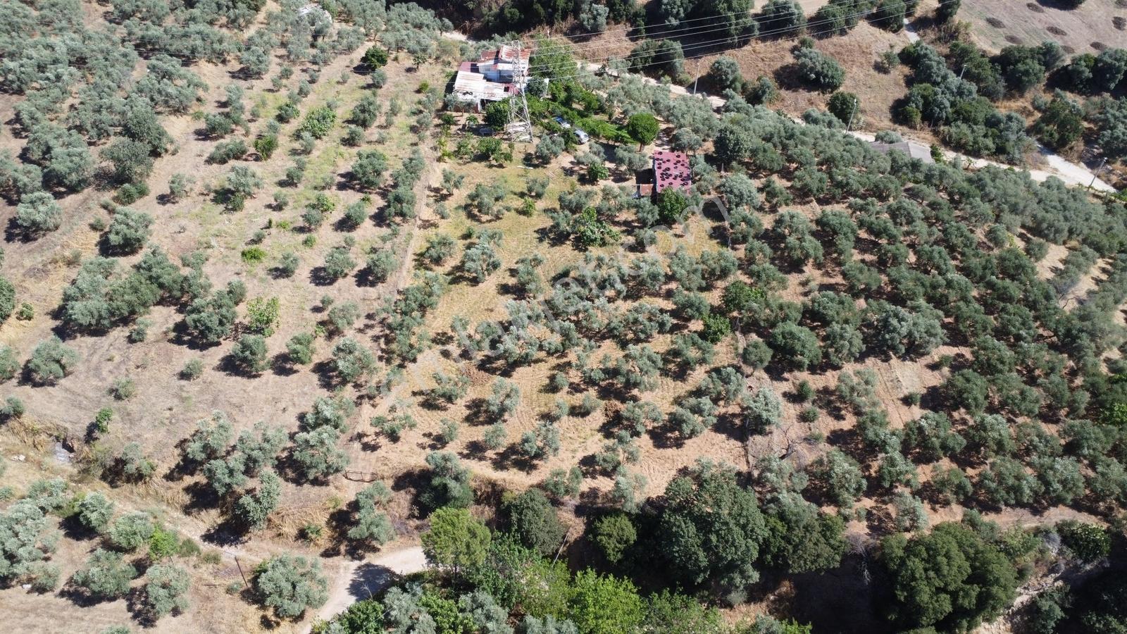 Emirdoğan Mevkiinde Manzaralı, Evli Ve Zeytinlik Satılık Arazi - Görsel 3
