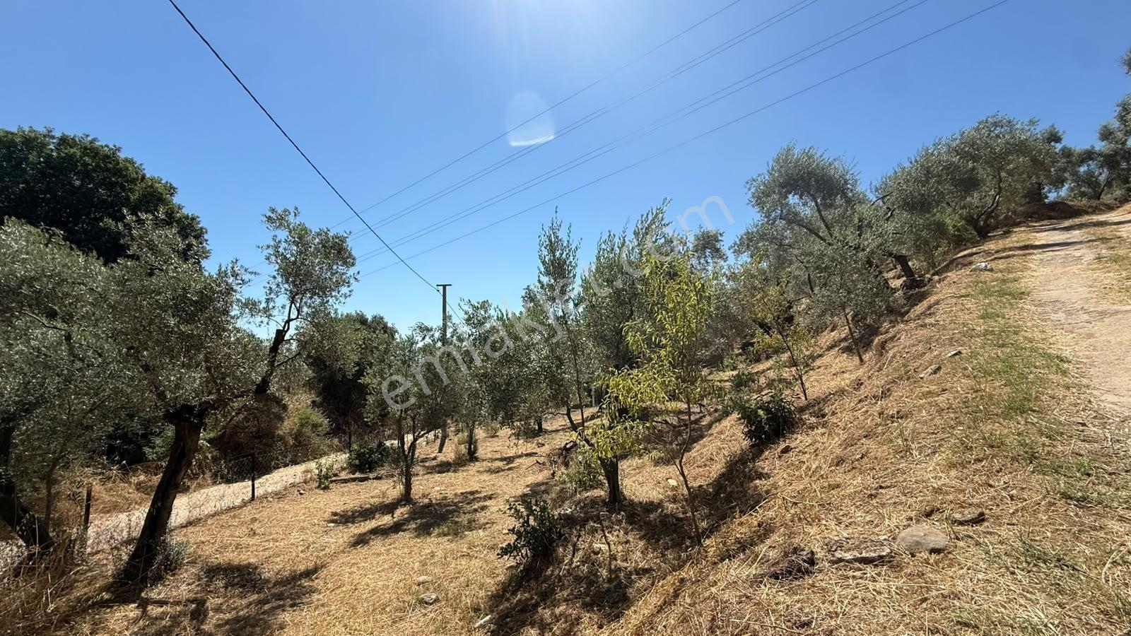 Emirdoğan Mevkiinde Manzaralı, Evli Ve Zeytinlik Satılık Arazi - Görsel 23