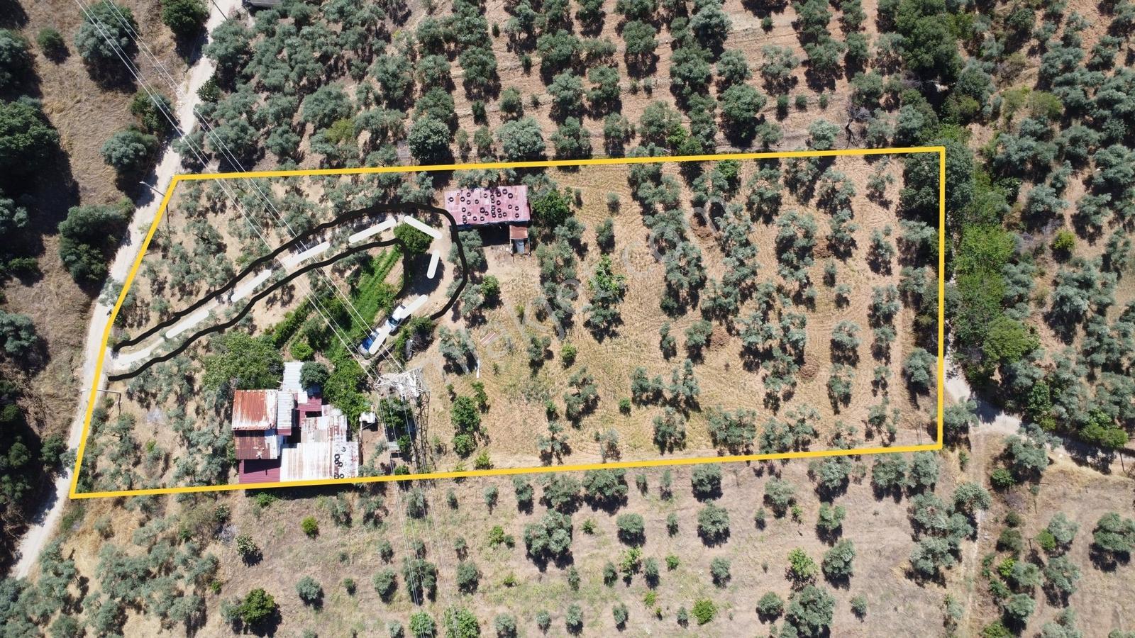 Emirdoğan Mevkiinde Manzaralı, Evli Ve Zeytinlik Satılık Arazi - Görsel 4