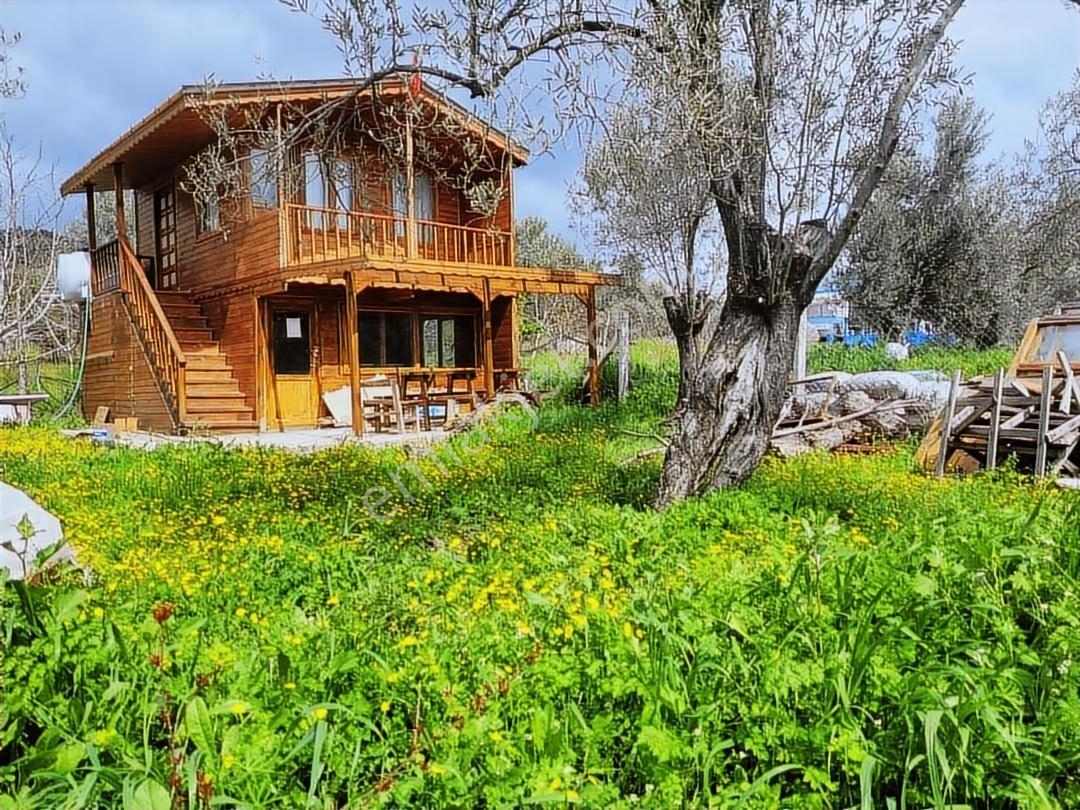 Çanakkale Ayvacık Bahçedere Köyü Ahşap Ev Olan Zeytinlik - Görsel 8