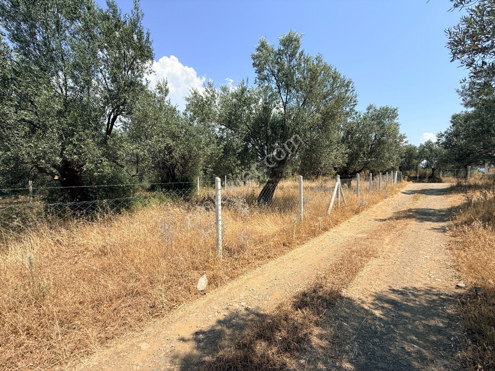 Sadece Jet'ten Kızılkeçili'de Resmi Yolu Olan 540m2 Hobi Bahçesi - Görsel 12