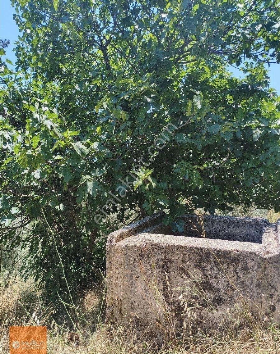 Muğla Menteşe’de 100 Ağaçlı, Su Sorunsuz, Yola Sıfır Fırsat Zeytinlik - Görsel 3