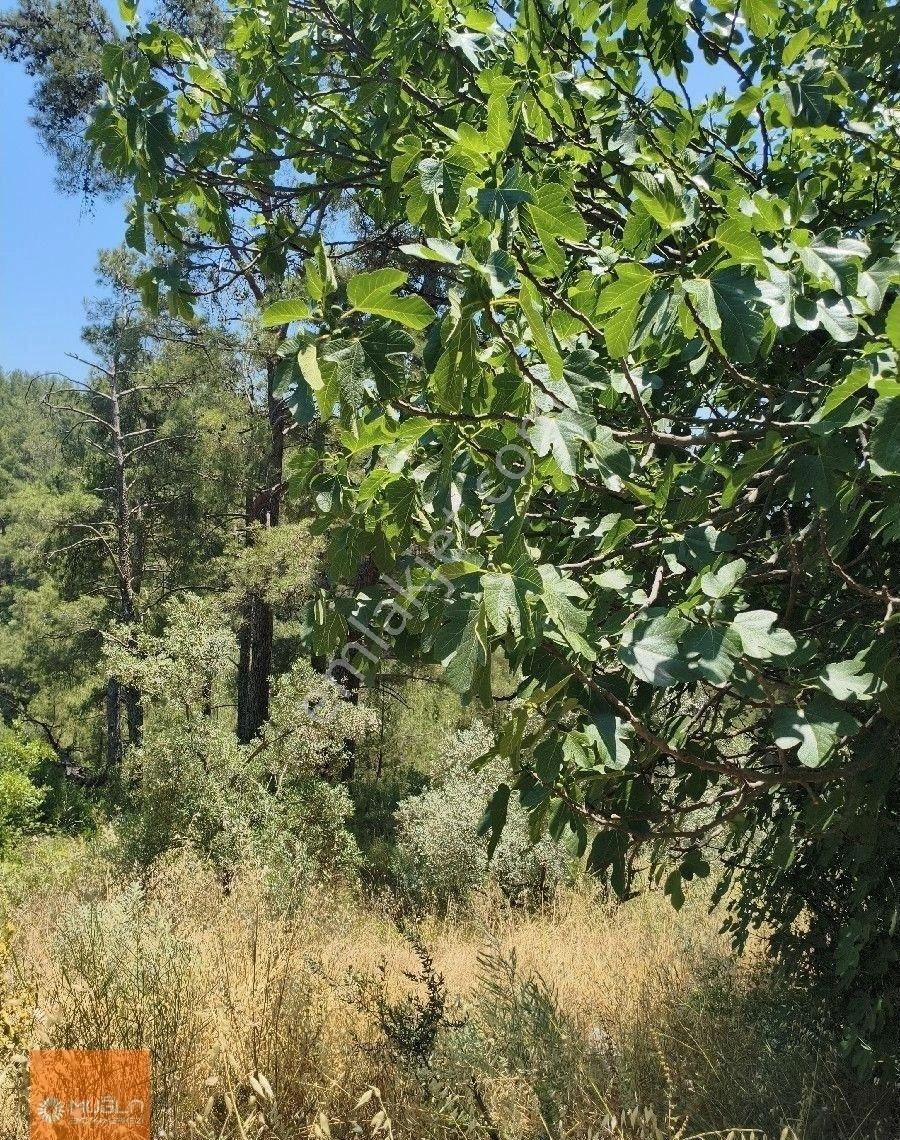 Muğla Menteşe’de 100 Ağaçlı, Su Sorunsuz, Yola Sıfır Fırsat Zeytinlik - Görsel 8