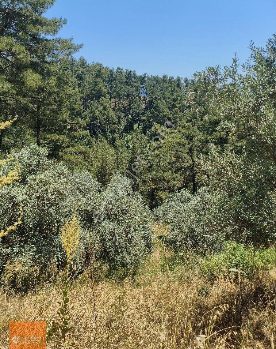 Muğla Menteşe’de 100 Ağaçlı, Su Sorunsuz, Yola Sıfır Fırsat Zeytinlik - Görsel 13