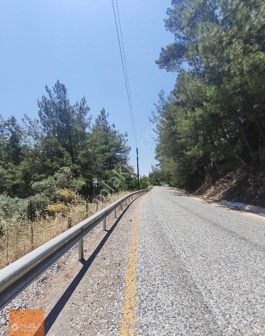 Muğla Menteşe’de 100 Ağaçlı, Su Sorunsuz, Yola Sıfır Fırsat Zeytinlik - Görsel 9