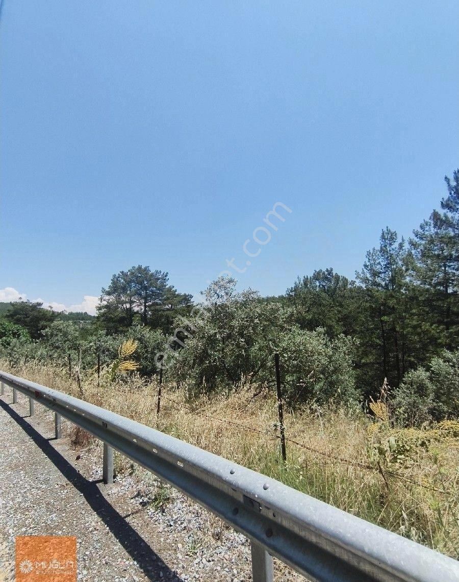 Muğla Menteşe’de 100 Ağaçlı, Su Sorunsuz, Yola Sıfır Fırsat Zeytinlik - Görsel 15