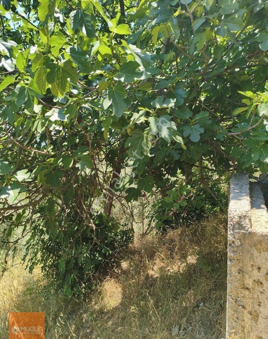 Muğla Menteşe’de 100 Ağaçlı, Su Sorunsuz, Yola Sıfır Fırsat Zeytinlik - Görsel 11