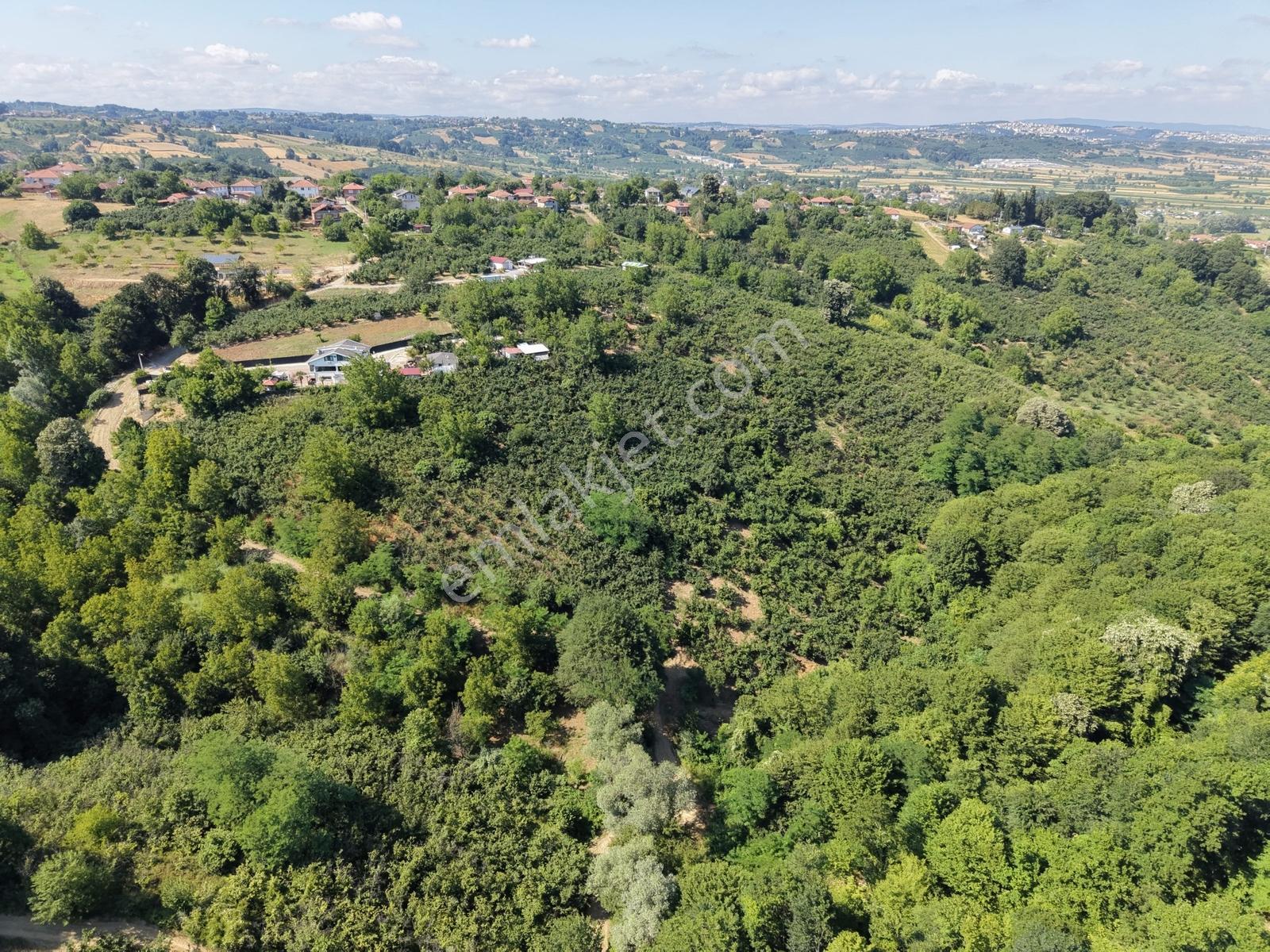Serdivan Meşelide 4.145m2 Resmi Yollu Fındık Bahçesi - Görsel 9