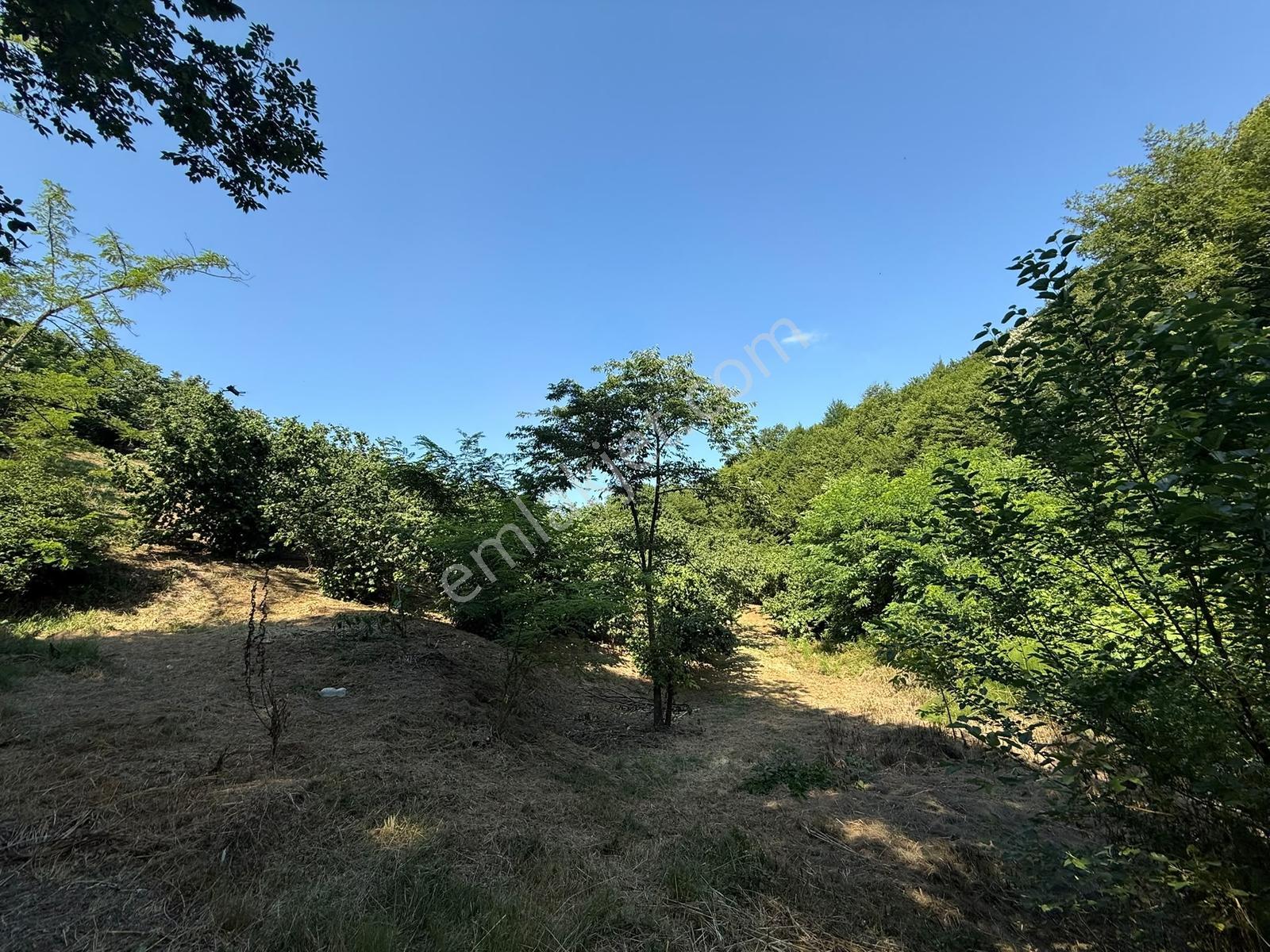 Serdivan Meşelide 4.145m2 Resmi Yollu Fındık Bahçesi - Görsel 35