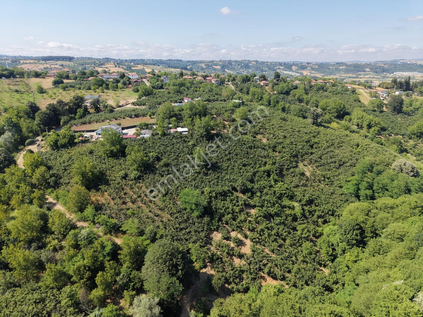 Serdivan Meşelide 4.145m2 Resmi Yollu Fındık Bahçesi - Görsel 18