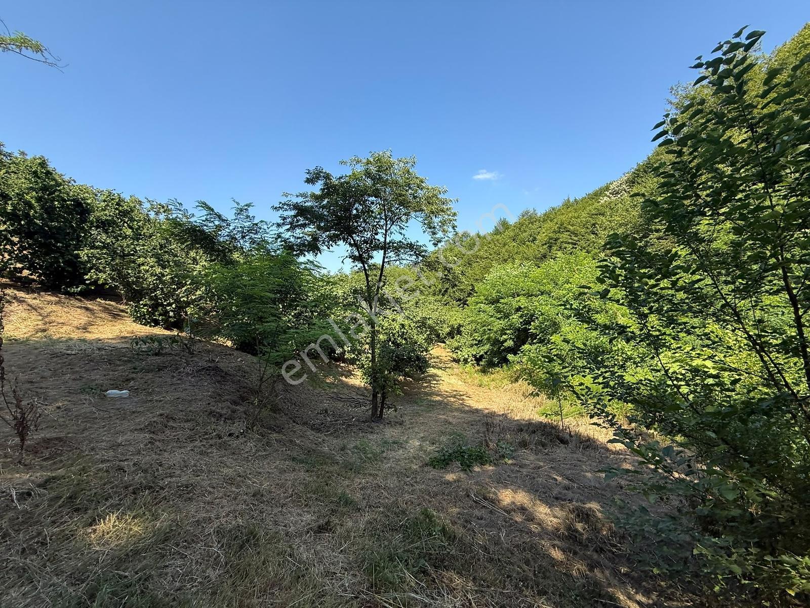 Serdivan Meşelide 4.145m2 Resmi Yollu Fındık Bahçesi - Görsel 11