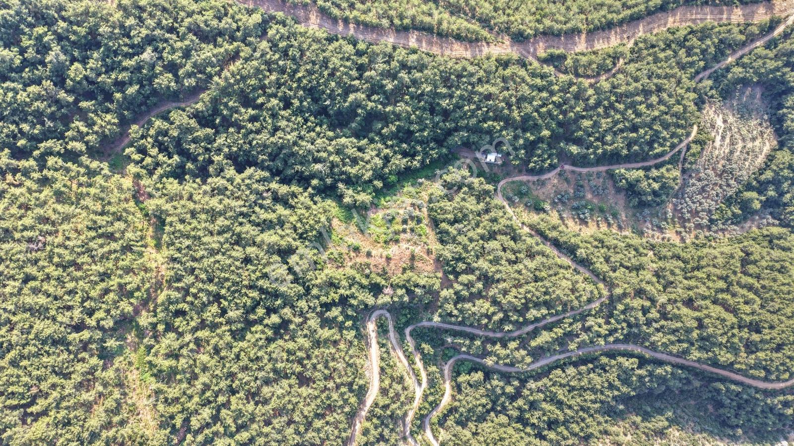Kemalpaşada Satılık 3 Adet Tek Tapu 7.528+317+845 M² Bahçeler - Görsel 6