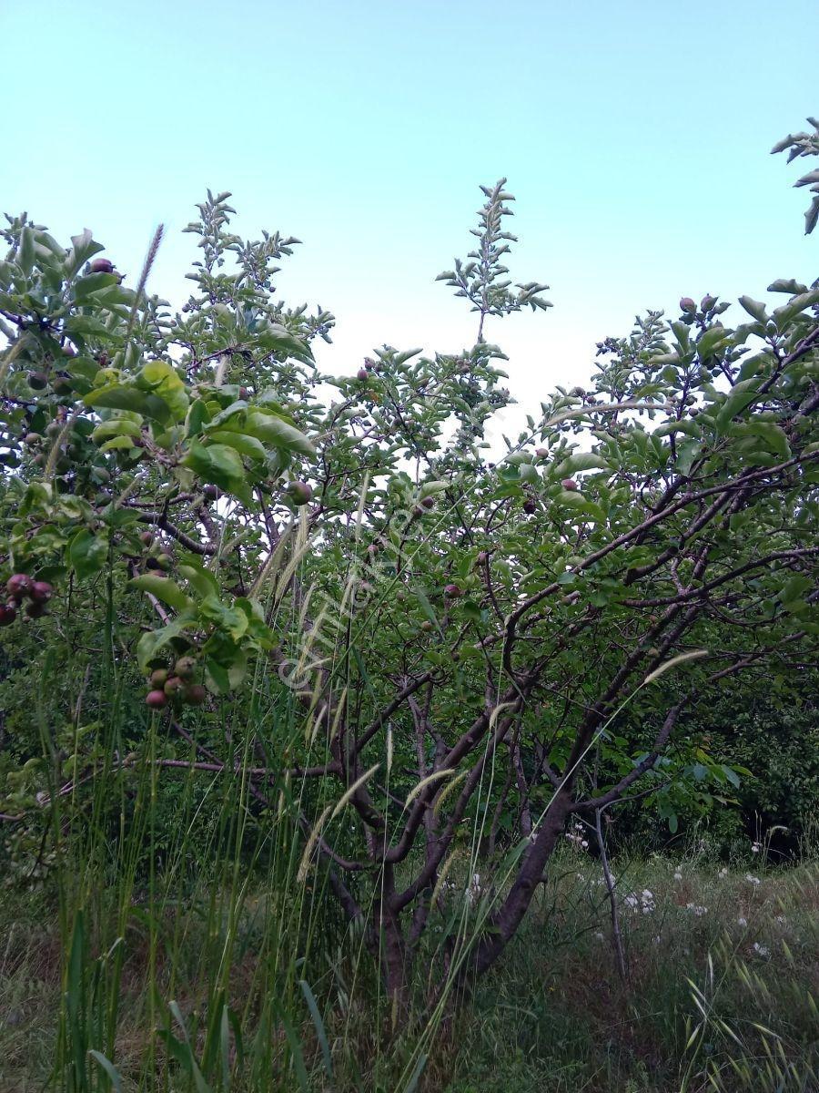 Aydın'dan Aladağ'da 2500 M2 Arazi İçinde 2+1 Kiralık Müstakil Ev - Görsel 4