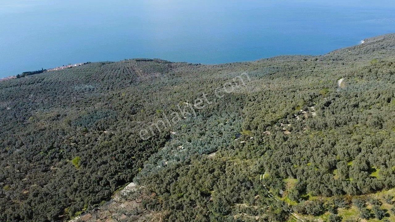 Era Söz'den Edincik'te Deniz Manzaralı Yatırımlık Zeytinlik - Görsel 13