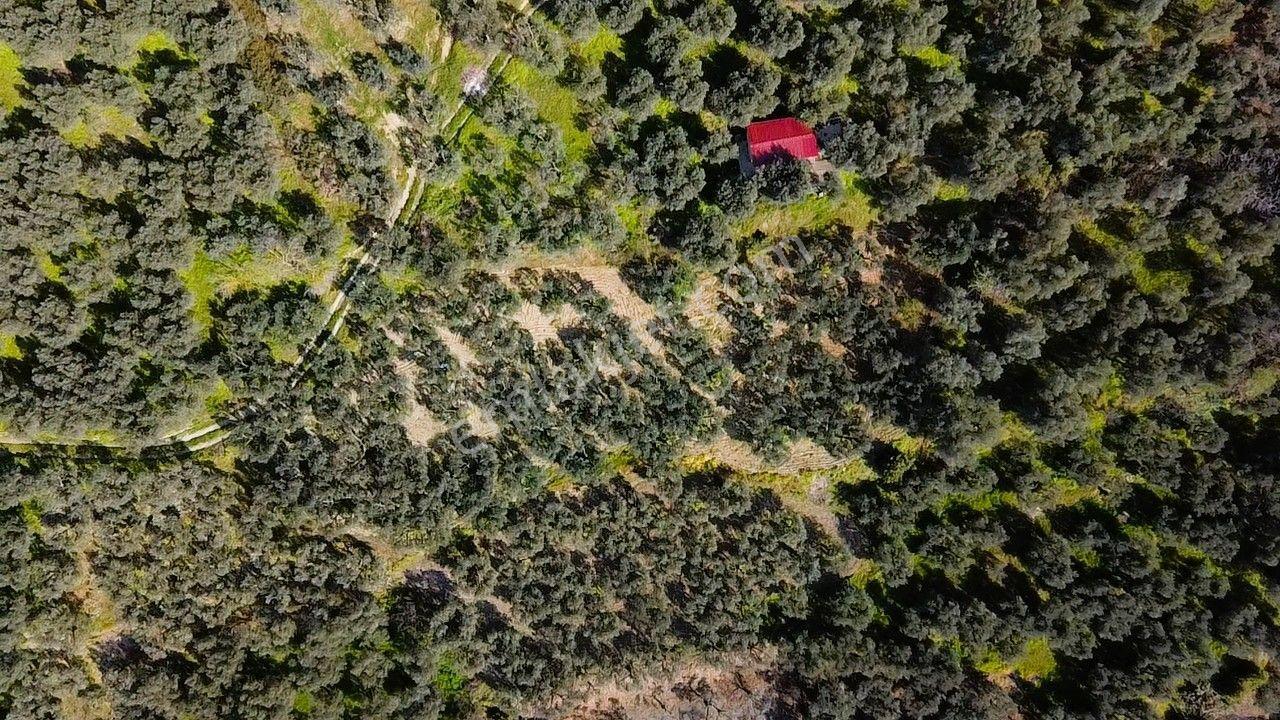 Era Söz'den Edincik'te Deniz Manzaralı Yatırımlık Zeytinlik - Görsel 11