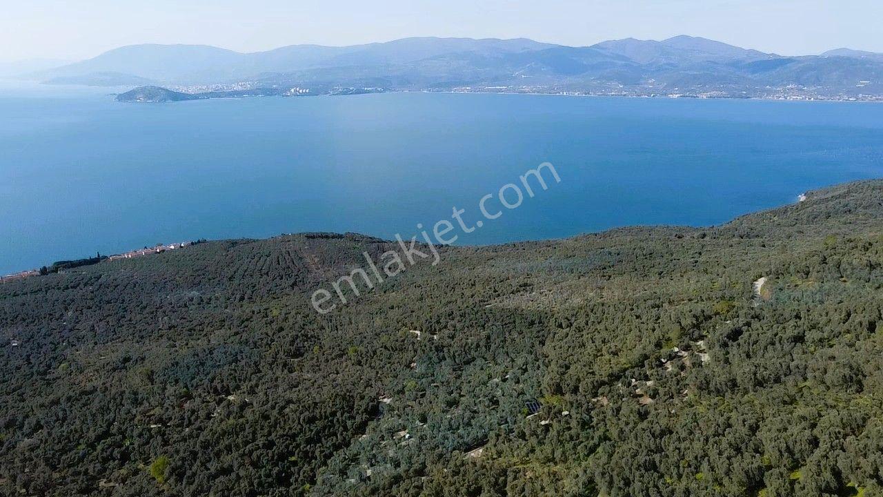 Era Söz'den Edincik'te Deniz Manzaralı Yatırımlık Zeytinlik - Görsel 9