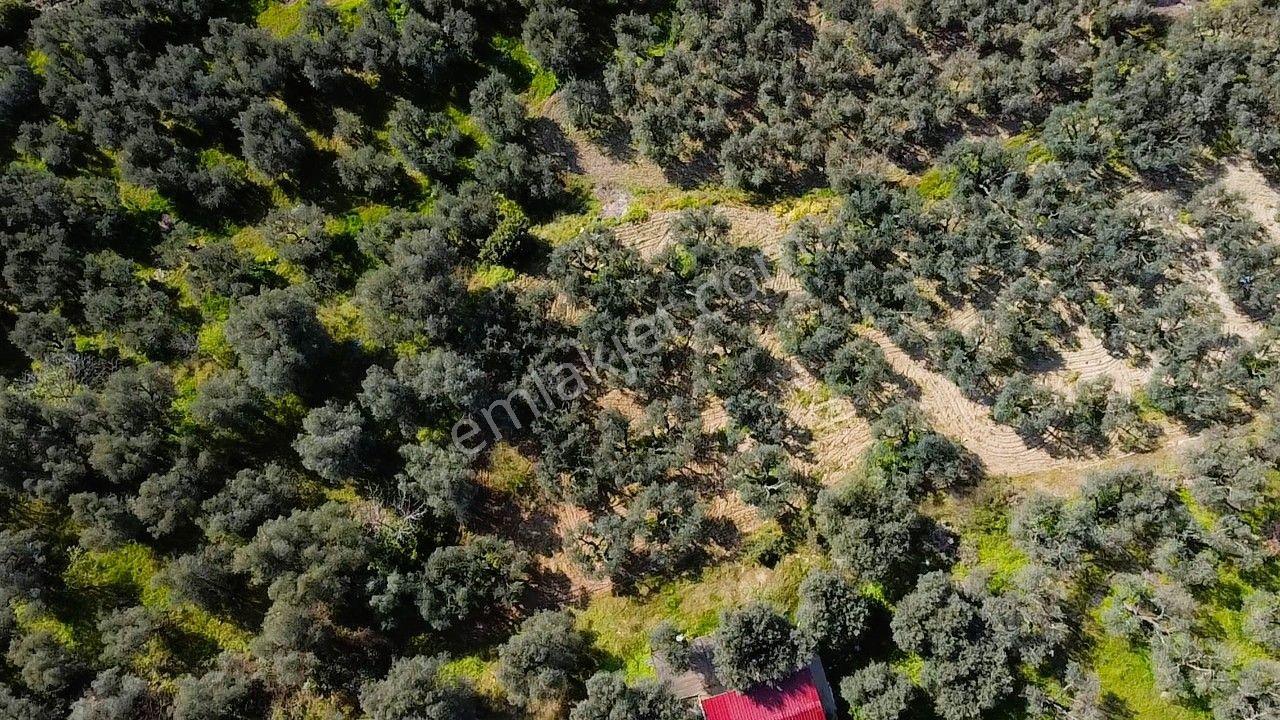 Era Söz'den Edincik'te Deniz Manzaralı Yatırımlık Zeytinlik - Görsel 12