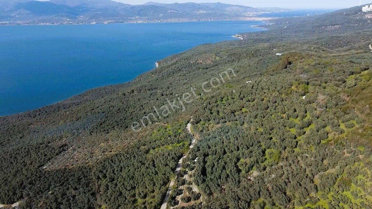 Era Söz'den Edincik'te Deniz Manzaralı Yatırımlık Zeytinlik - Görsel 19