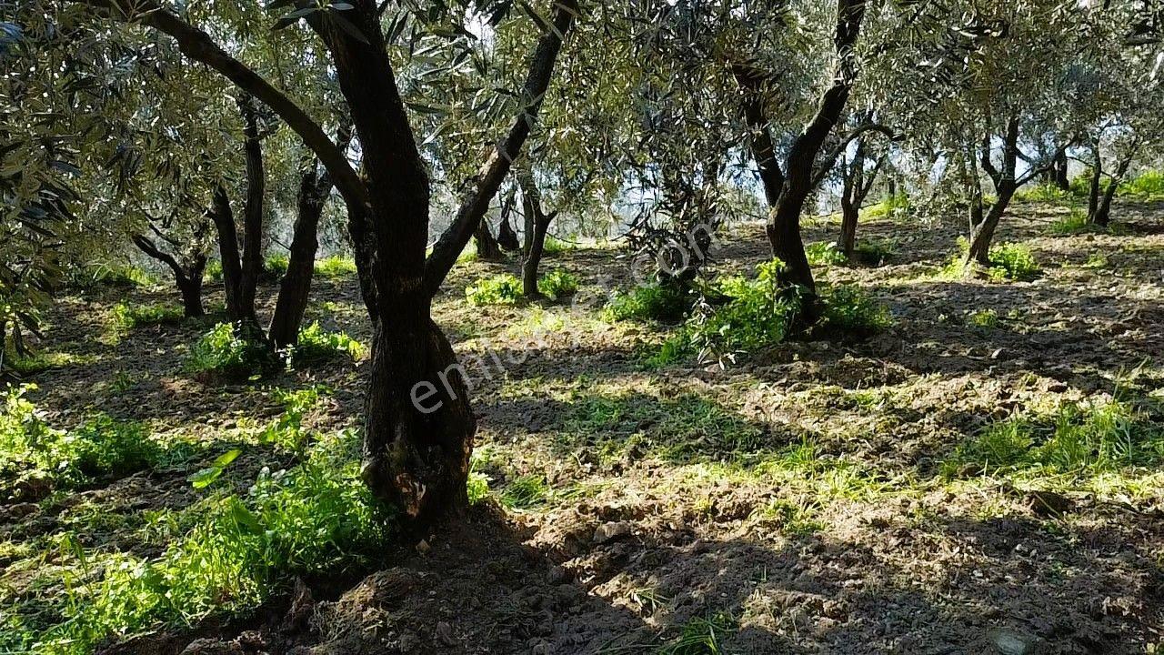 Era Söz'den Edincik'te Deniz Manzaralı Yatırımlık Zeytinlik - Görsel 8