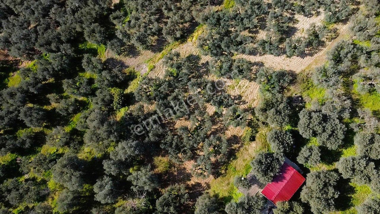 Era Söz'den Edincik'te Deniz Manzaralı Yatırımlık Zeytinlik - Görsel 3