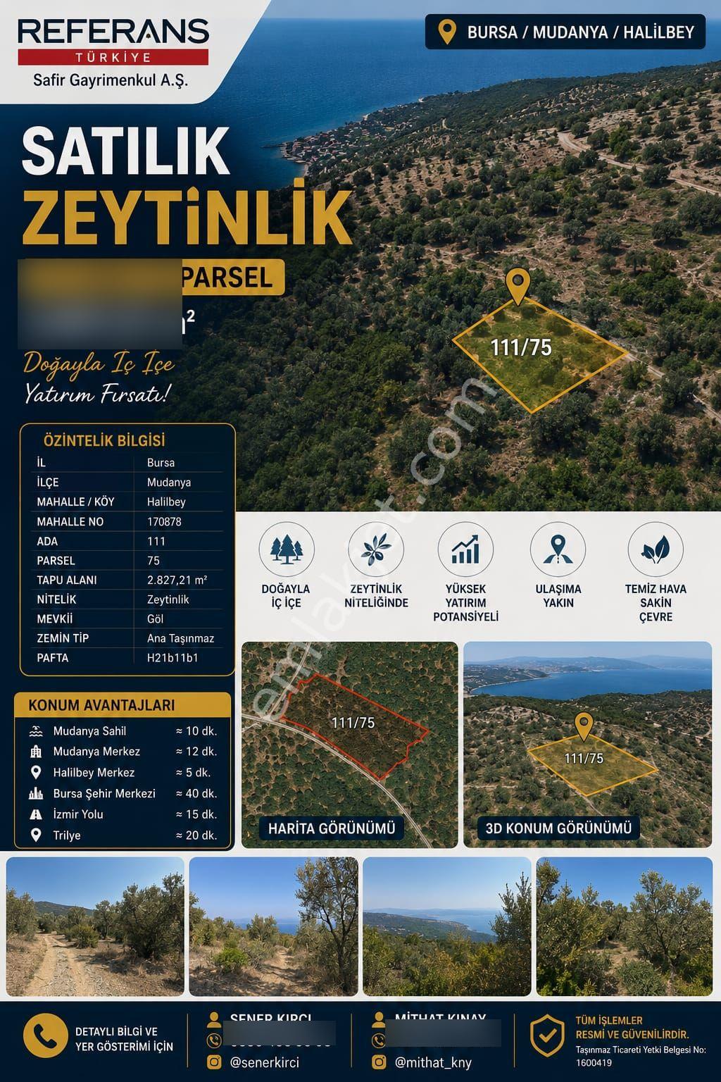 Rt Safir'den Mudanya Halilbey'de Satılık 2.827 M² Zeytinlik | Deniz Manzaralı Yatırımlık Arazi - Görsel 3