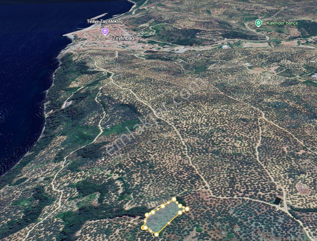 Rt Safir'den Mudanya Halilbey'de Satılık 2.827 M² Zeytinlik | Deniz Manzaralı Yatırımlık Arazi - Görsel 13