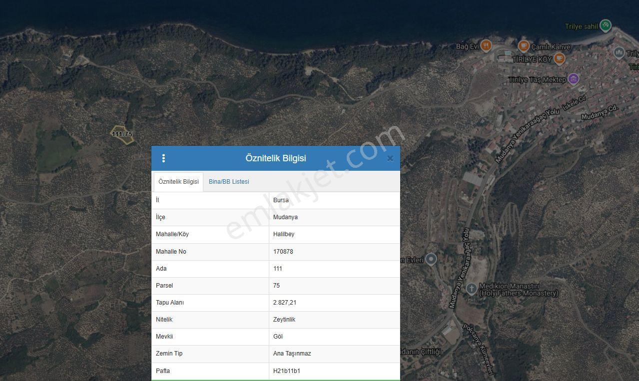 Rt Safir'den Mudanya Halilbey'de Satılık 2.827 M² Zeytinlik | Deniz Manzaralı Yatırımlık Arazi - Görsel 7