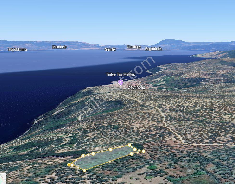 Rt Safir'den Mudanya Halilbey'de Satılık 2.827 M² Zeytinlik | Deniz Manzaralı Yatırımlık Arazi - Görsel 14