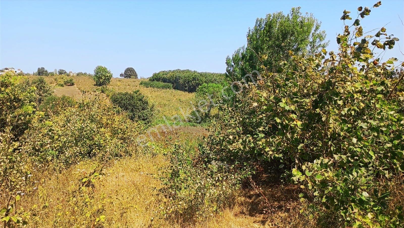 Kandıra Karaağaçta Yerleşim Yerinde,1,241 M2 Arsa - Görsel 14