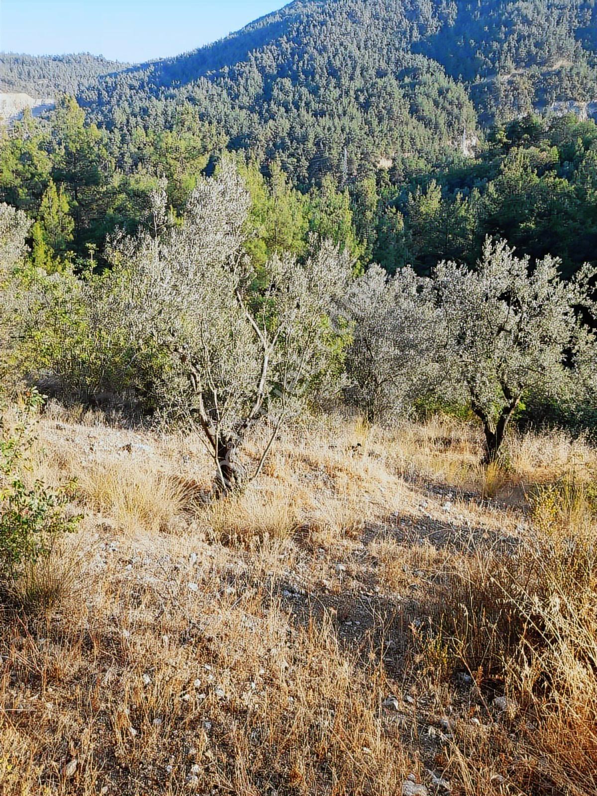 Zeytinlik Sarmaşık Köyü'nde 3.646 M² Satılık Tarla