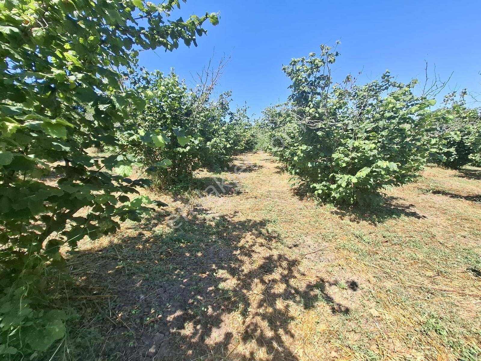 Turnalı Da Göl Manzaralı 23.615 M2 Yol Kenarı Fındık Bahçesi - Görsel 32